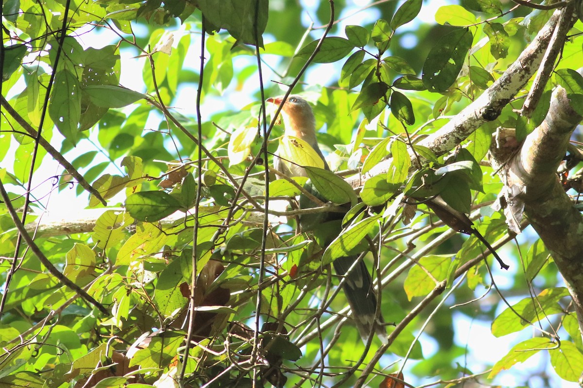 Red-billed Malkoha - ML166337541