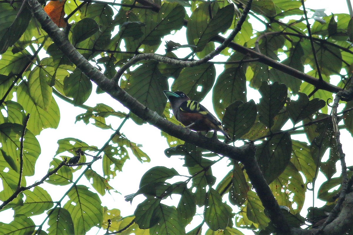 Banded Broadbill - ML166337651