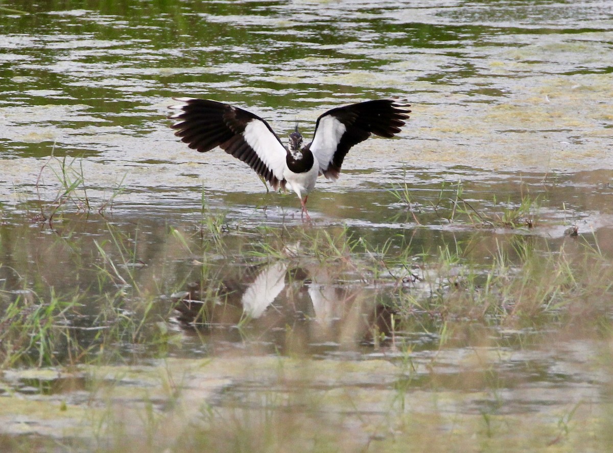 Northern Lapwing - Marie Stridh