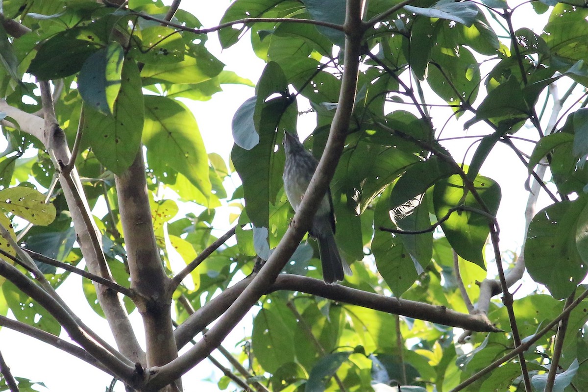 Streaked Bulbul - ML166337811