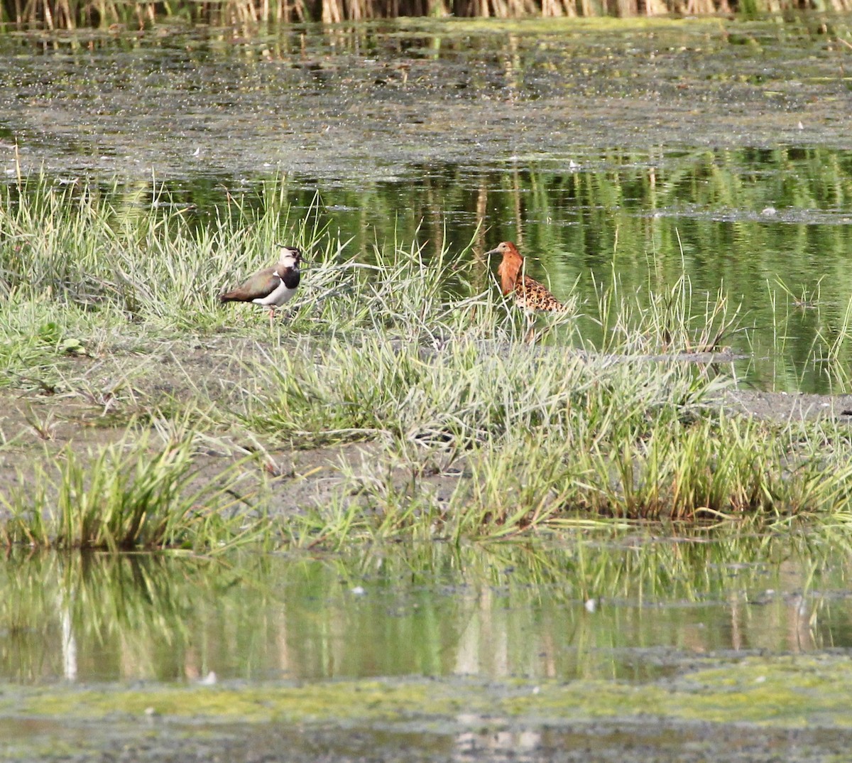 Умардын хавтгаалж - ML166337841