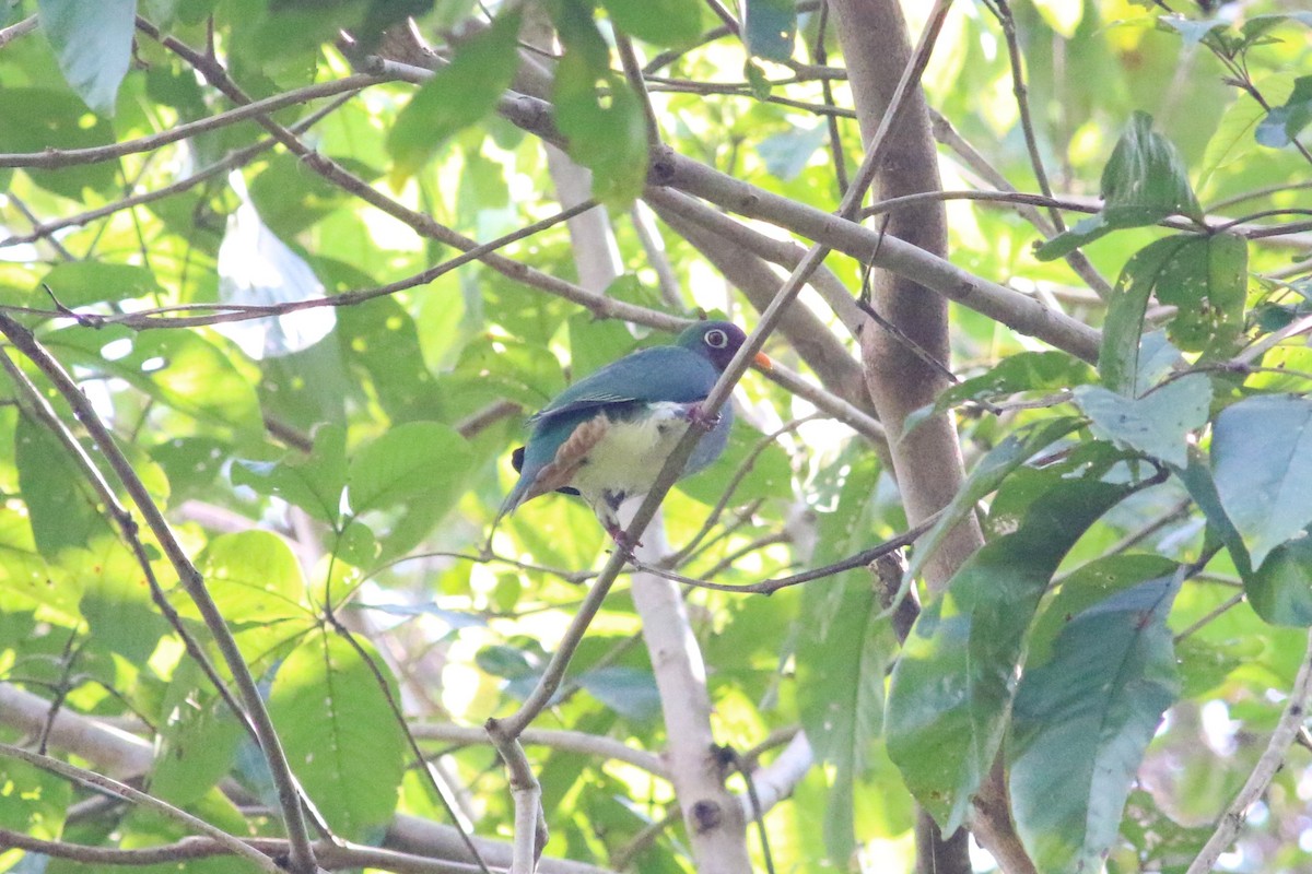 Jambu Fruit-Dove - ML166337951