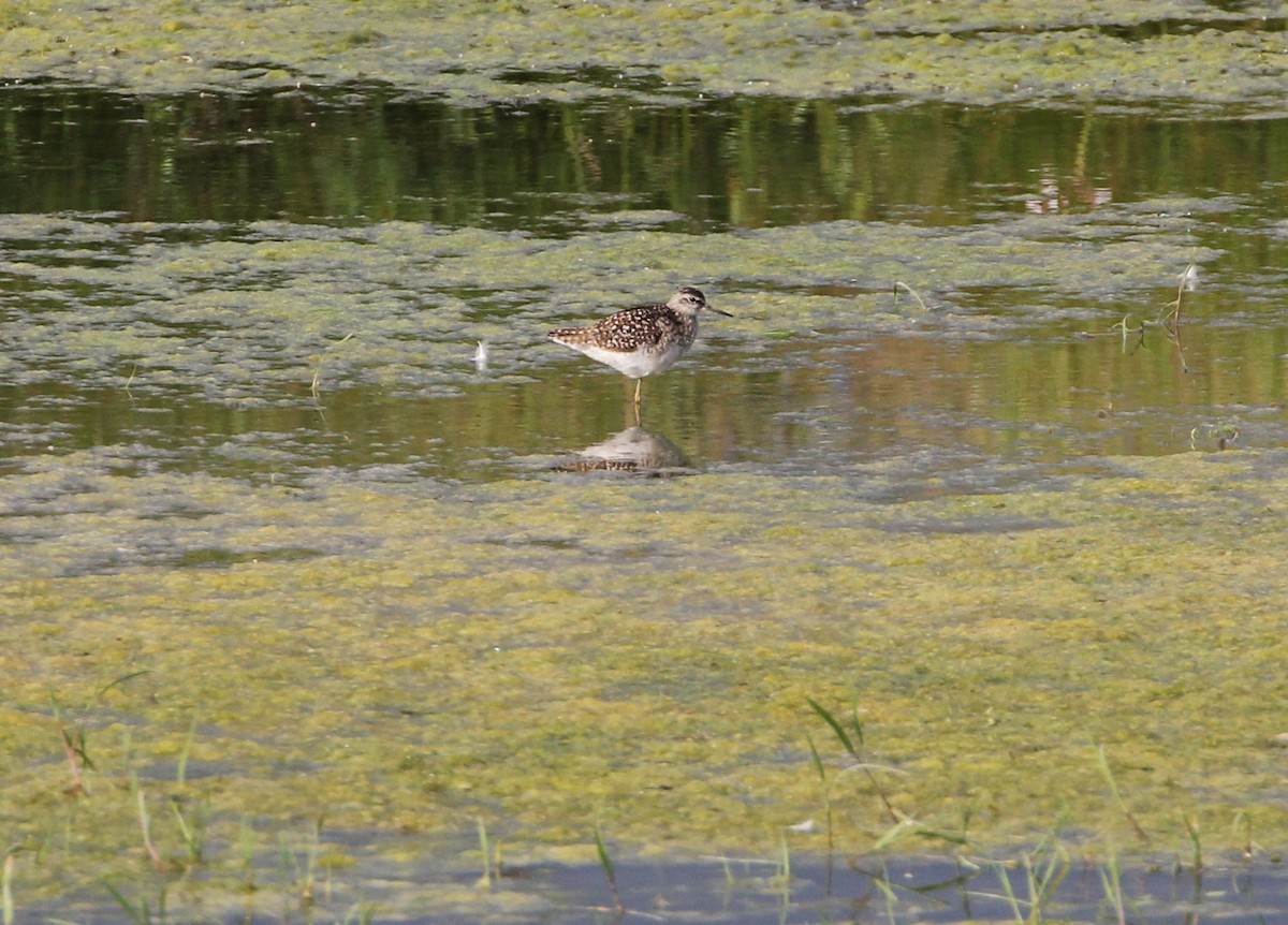 Wood Sandpiper - Marie Stridh