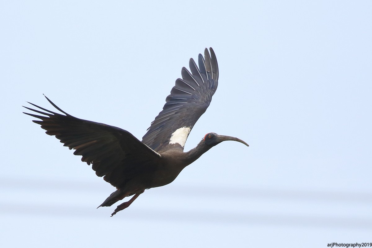 ibis bradavičnatý - ML166339351