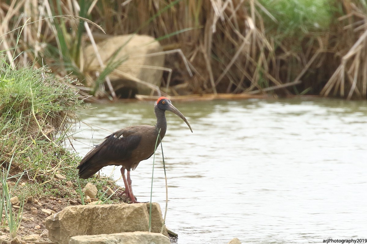 ibis bradavičnatý - ML166339361