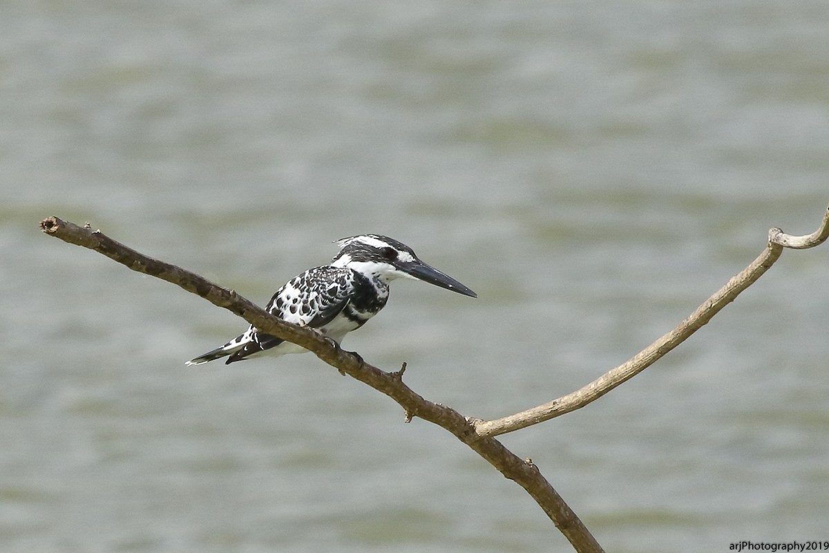 Pied Kingfisher - ML166339391