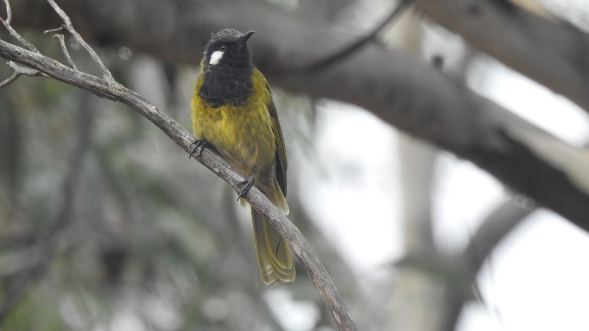 White-eared Honeyeater - ML166340141