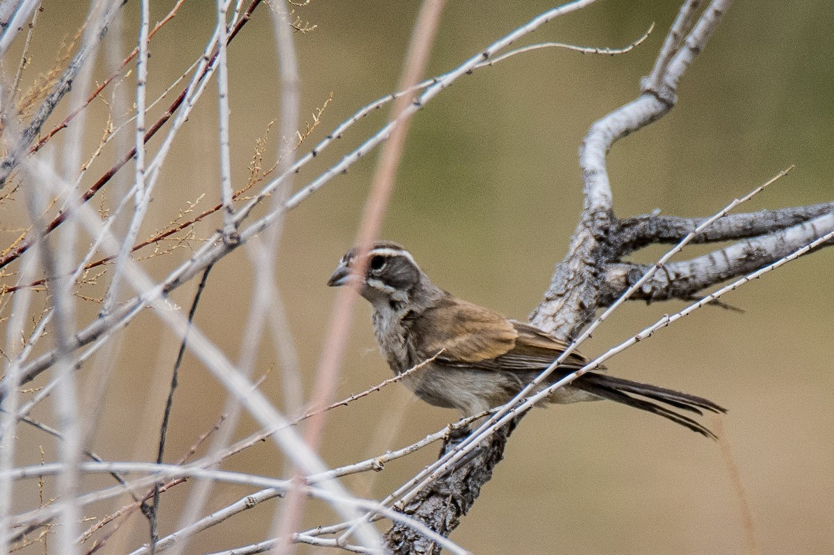 Black-throated Sparrow - ML166340201