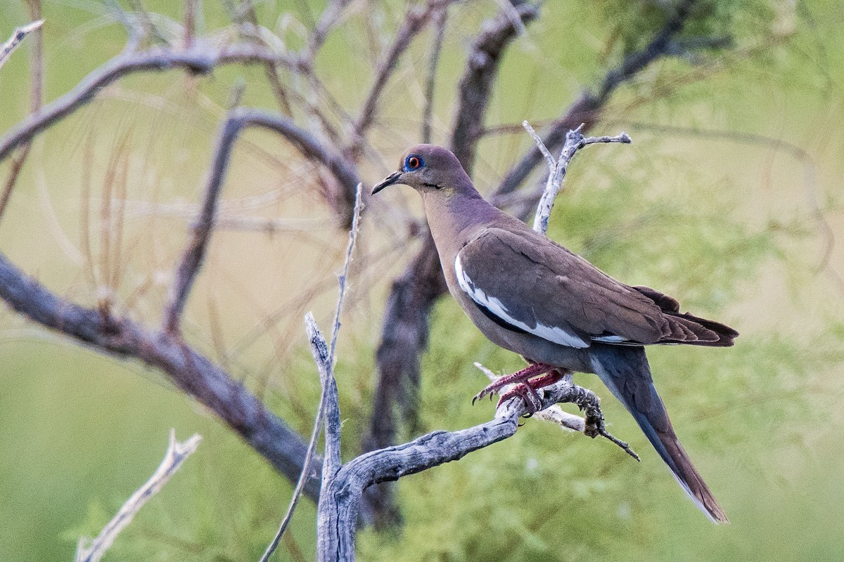 White-winged Dove - ML166340271