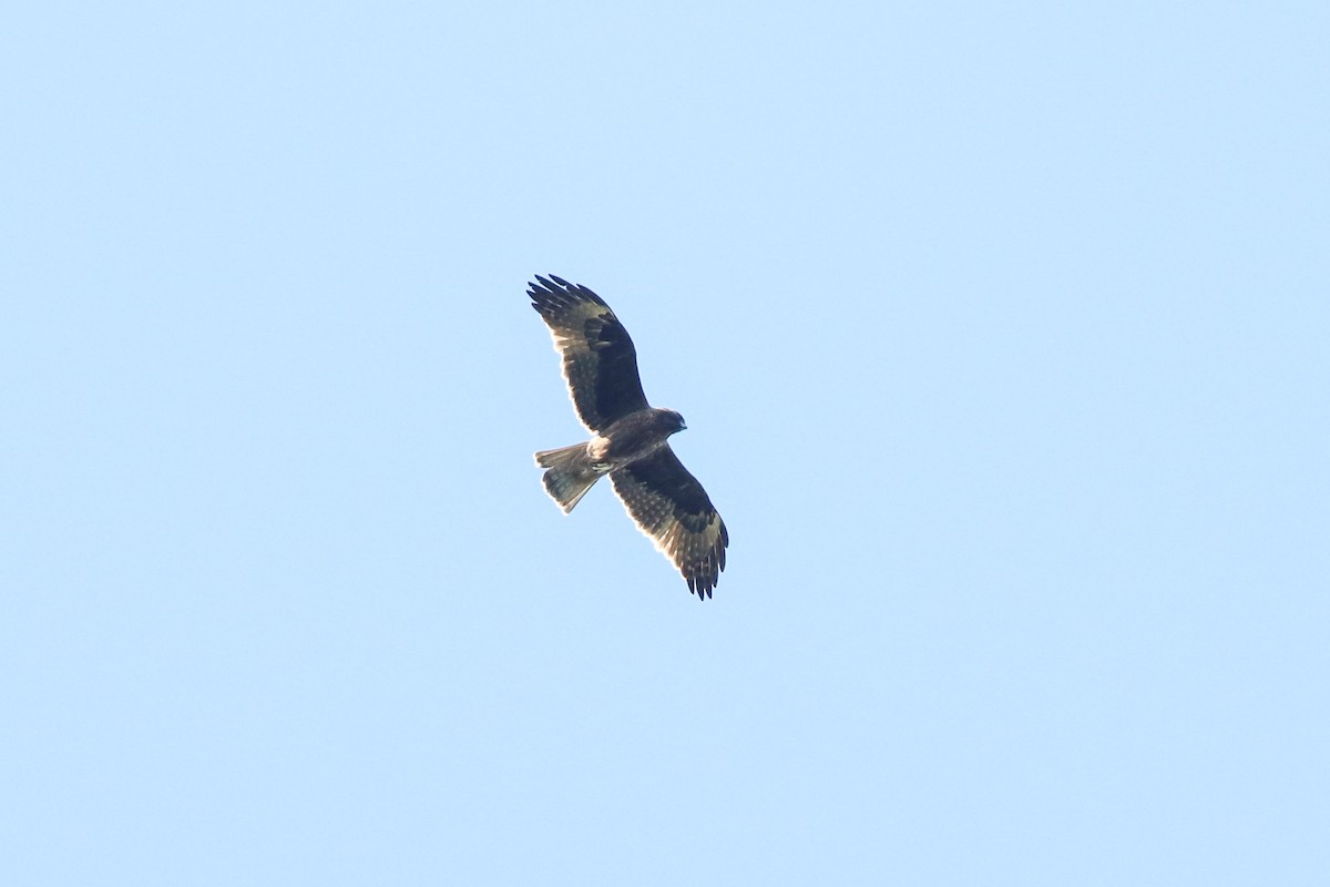 Little Eagle - ML166341461