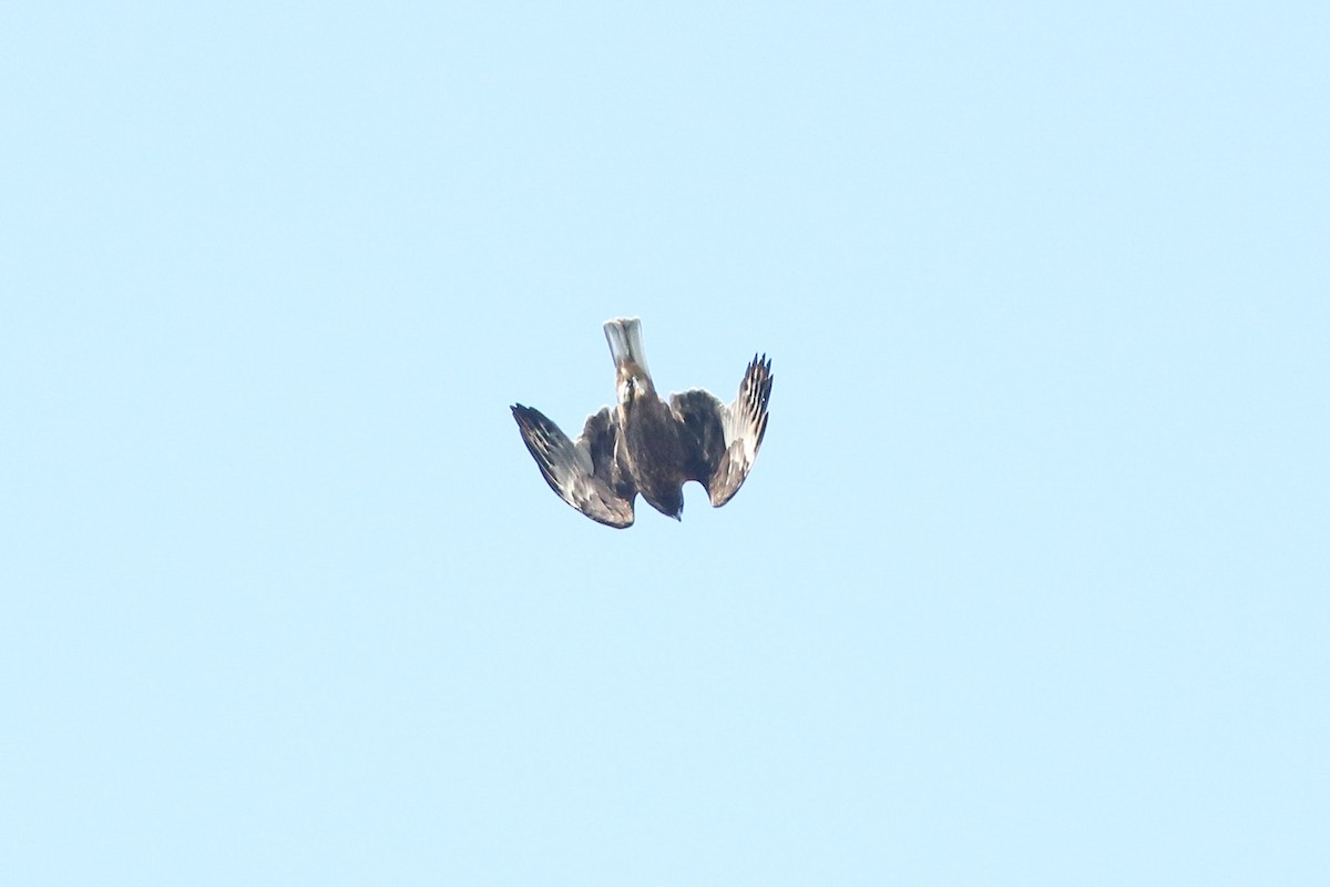 Little Eagle - ML166341471