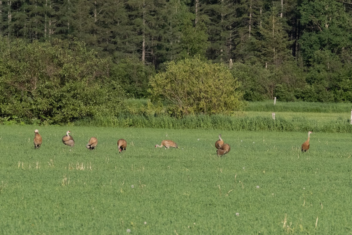 Sandhill Crane - Serg Tremblay