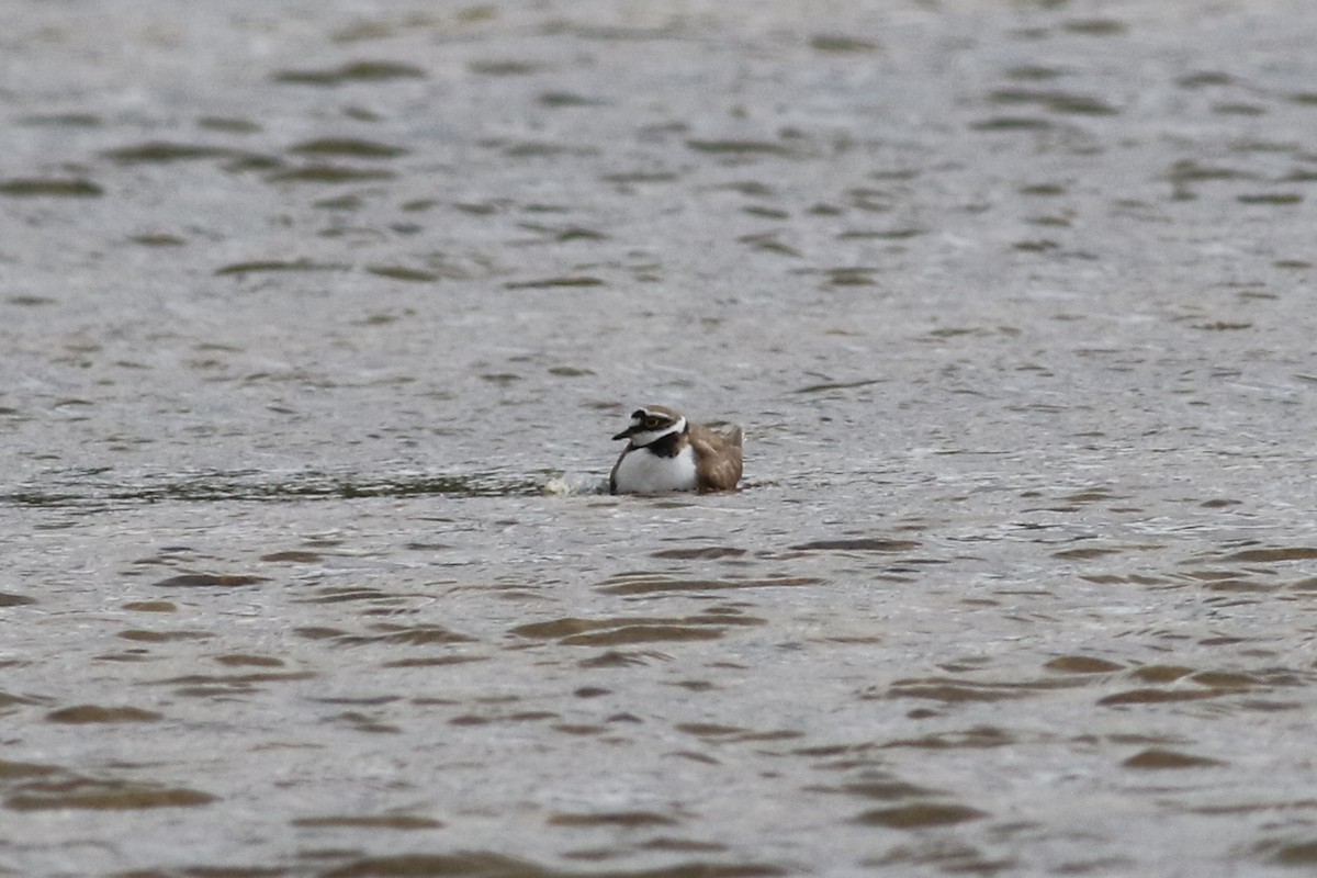 Little Ringed Plover - ML166346681