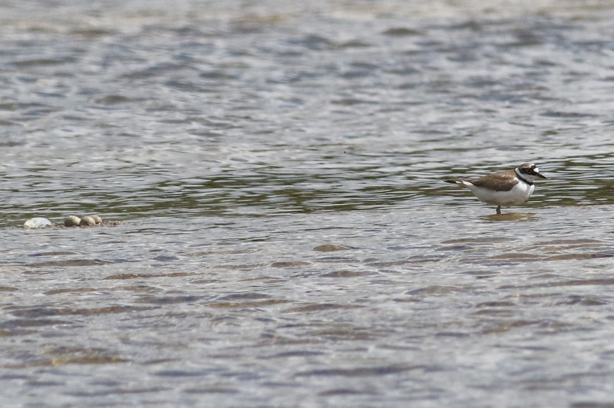 Little Ringed Plover - ML166346691