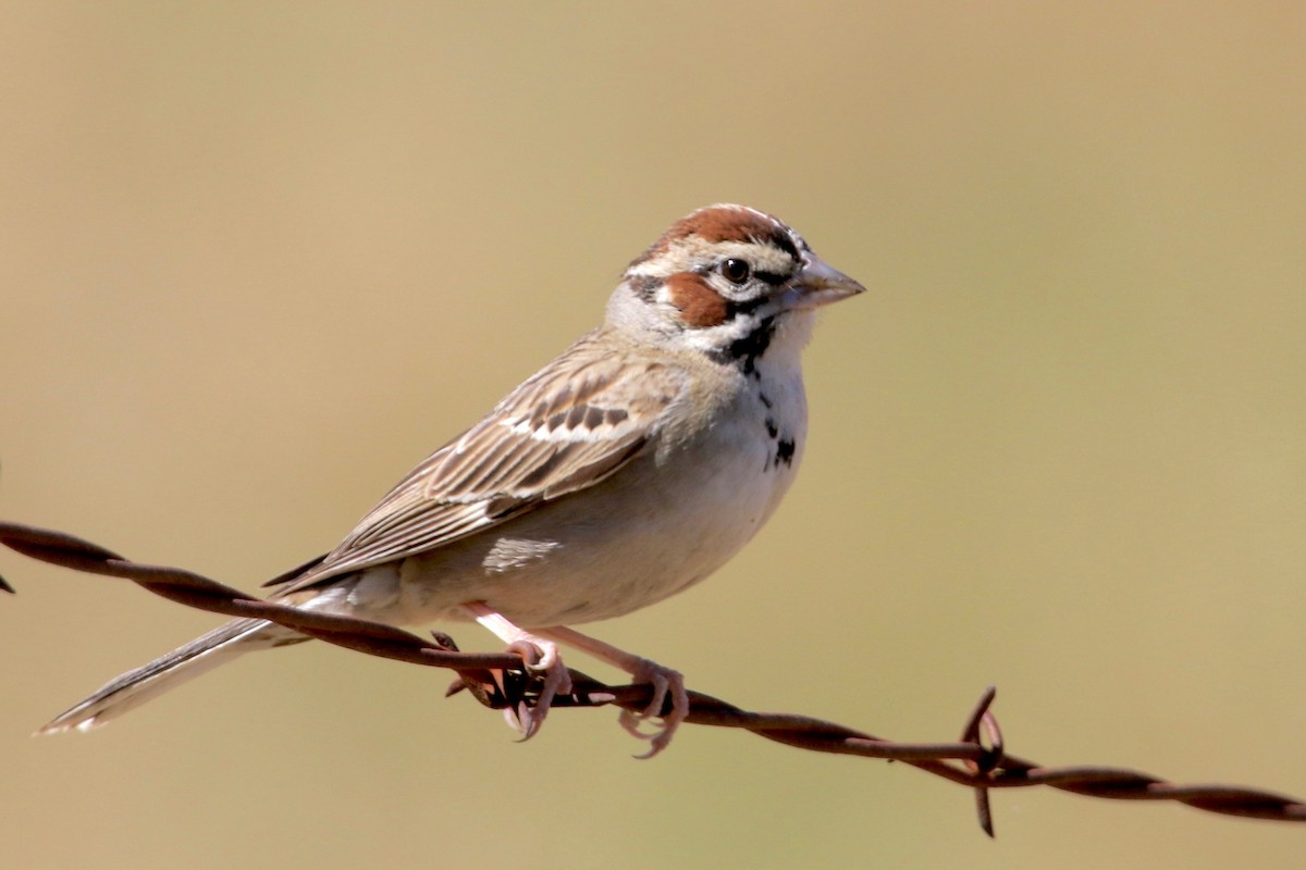 Lark Sparrow - ML166349681