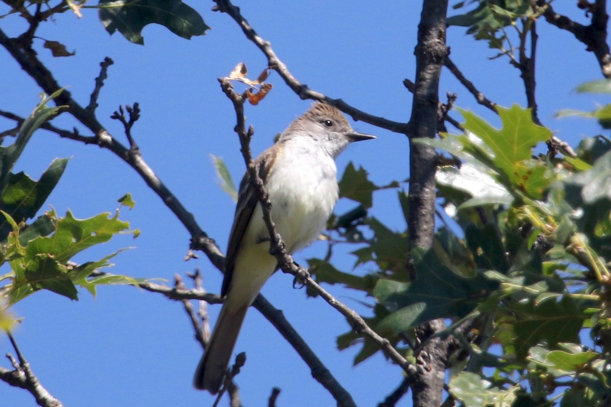 Ash-throated Flycatcher - ML166349701