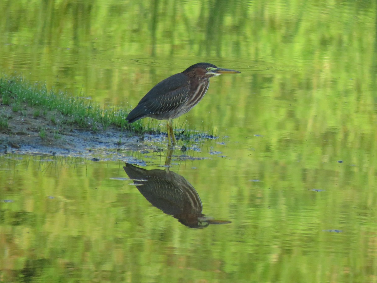 Green Heron - ML166349891