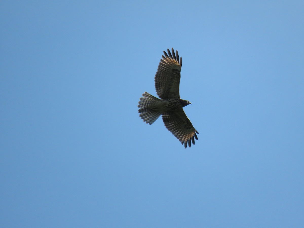 Red-shouldered Hawk - ML166349921