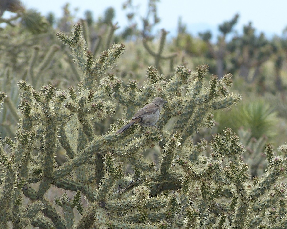 Bendire's Thrasher - ML166350781