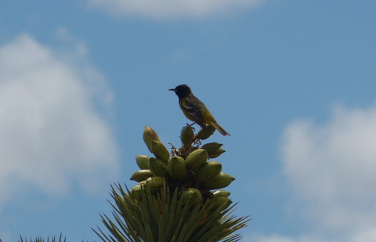 Scott's Oriole - ML166351231