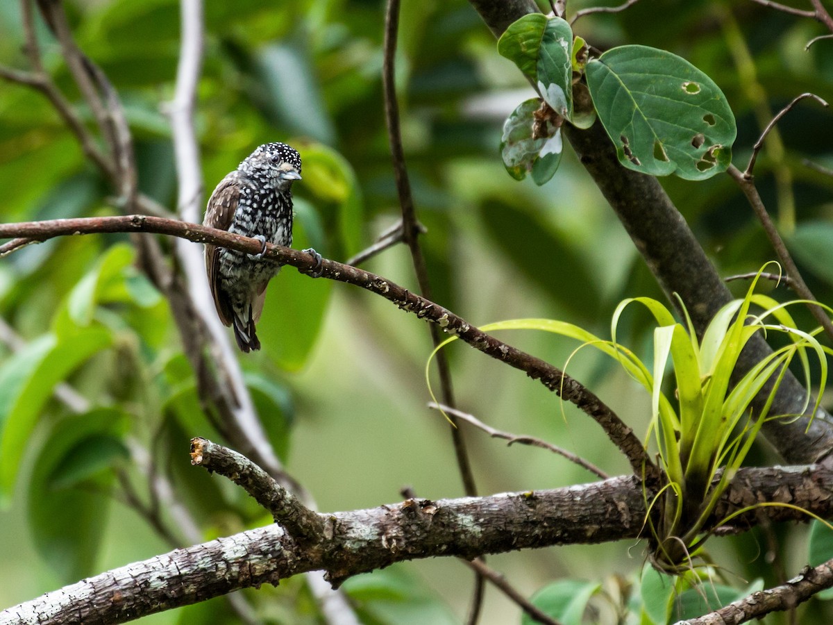 Speckle-chested Piculet - ML166351571