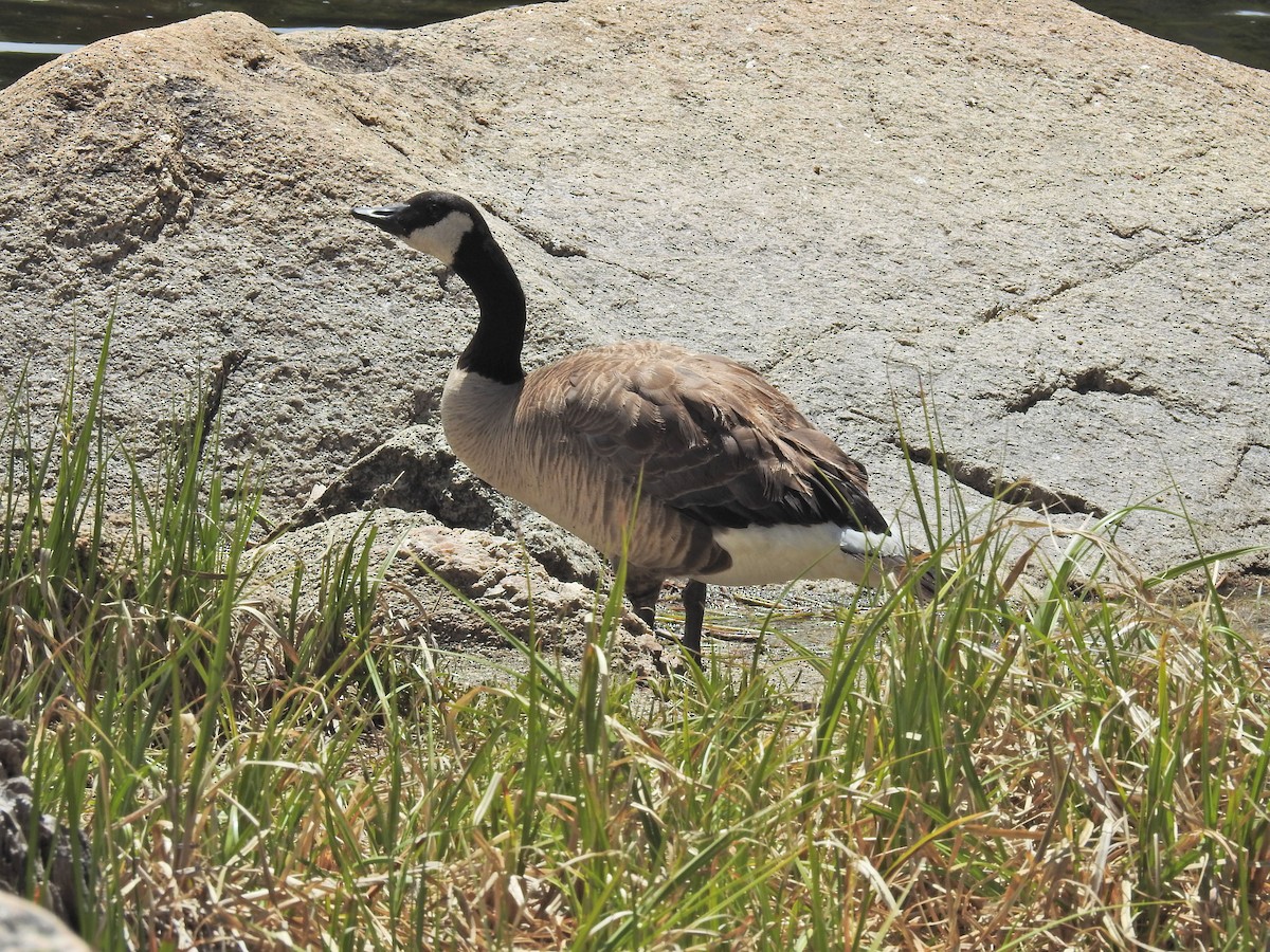 Canada Goose - ML166352441