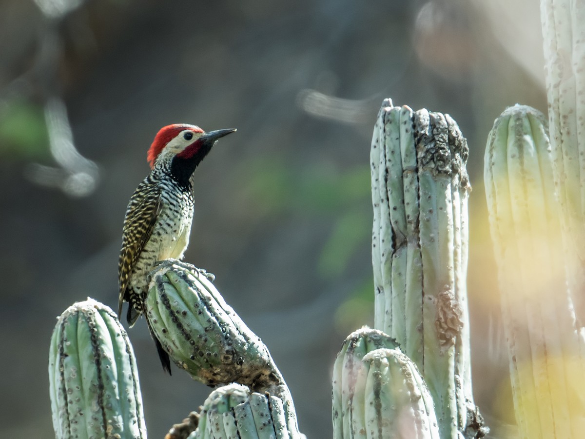 Black-necked Woodpecker - Nick Athanas