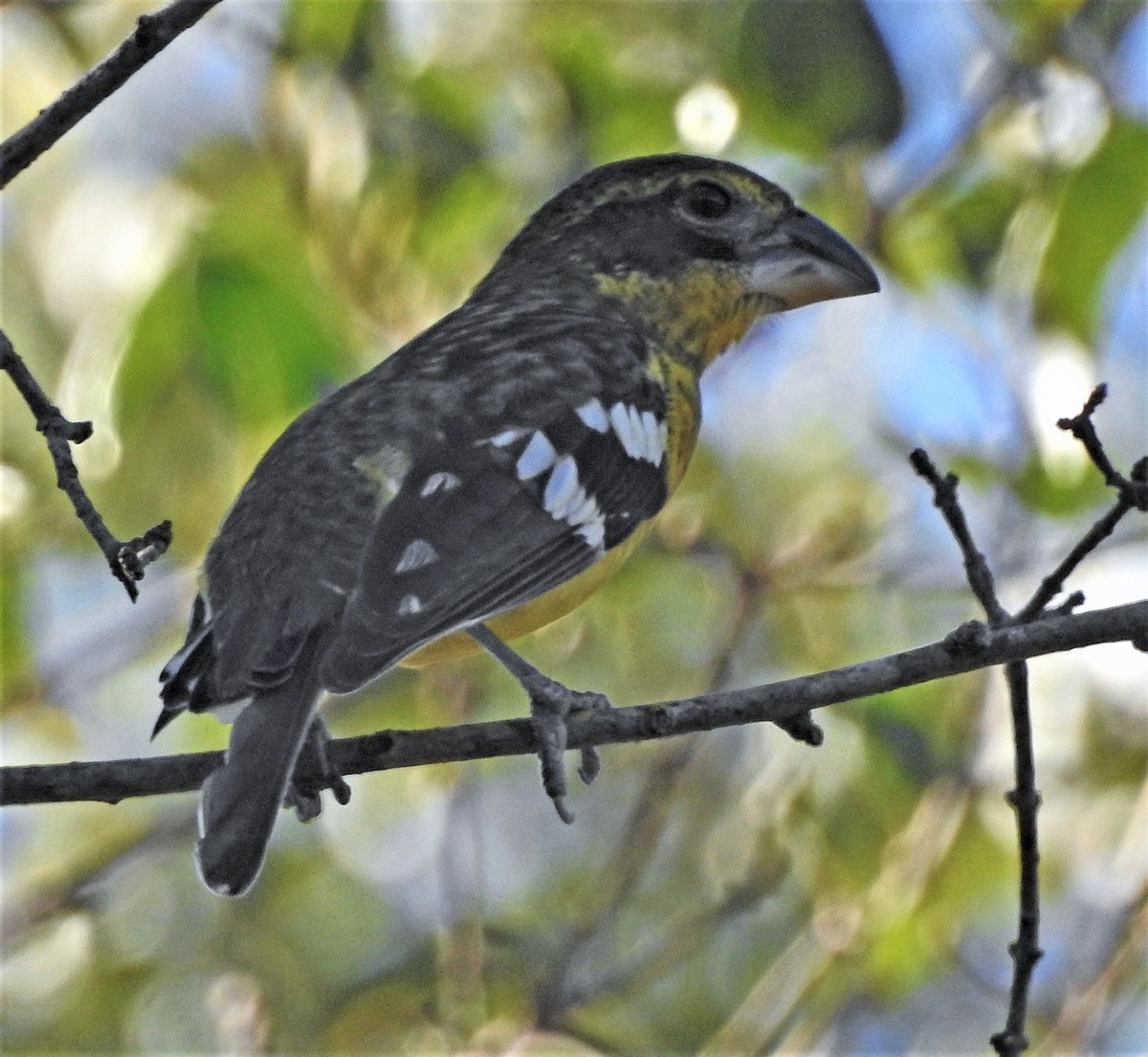 Black-backed Grosbeak - Hugo Hulsberg