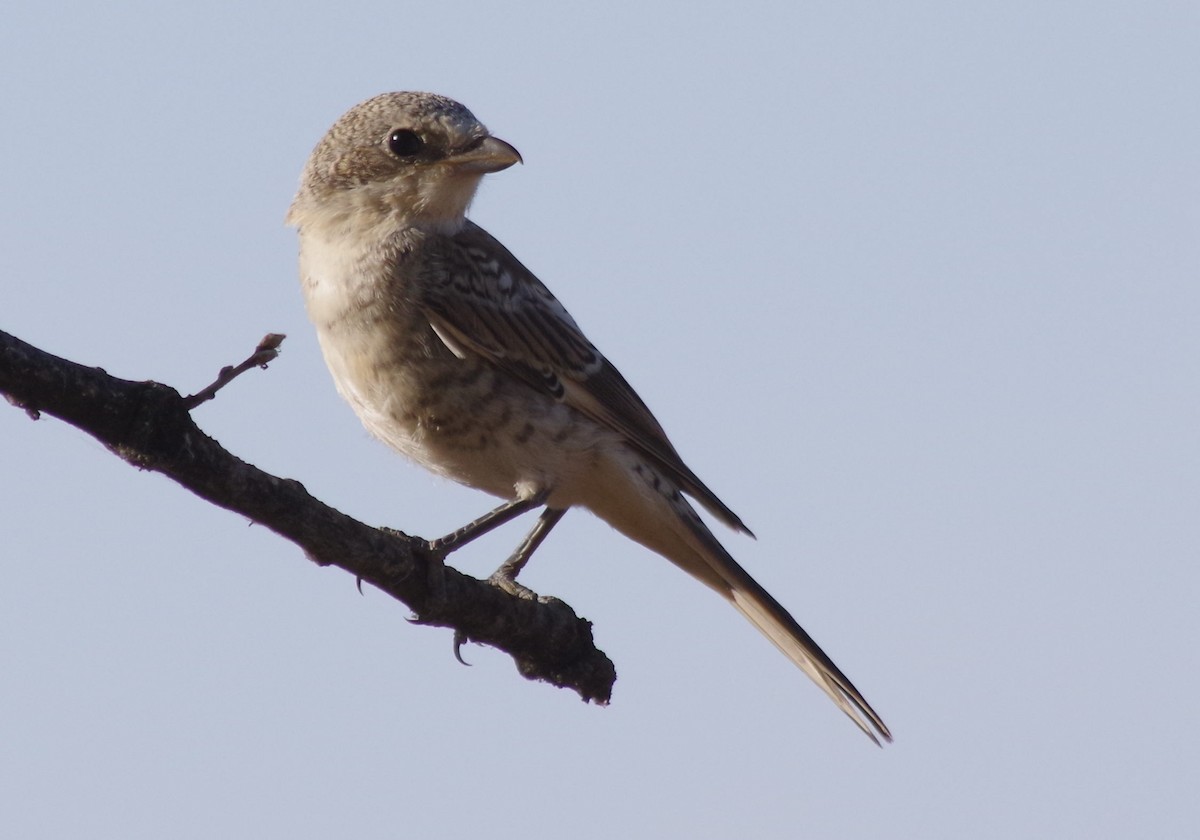 Woodchat Shrike - ML166353711