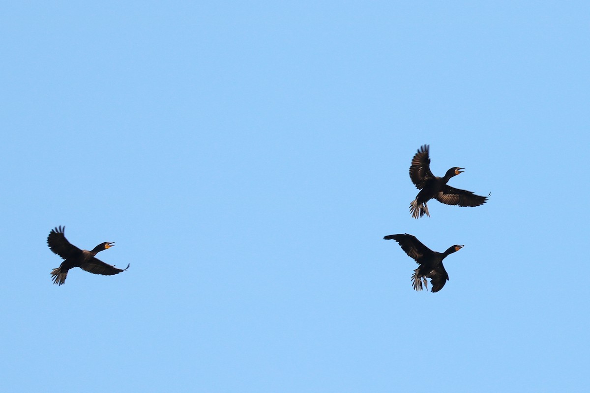 Double-crested Cormorant - ML166355911