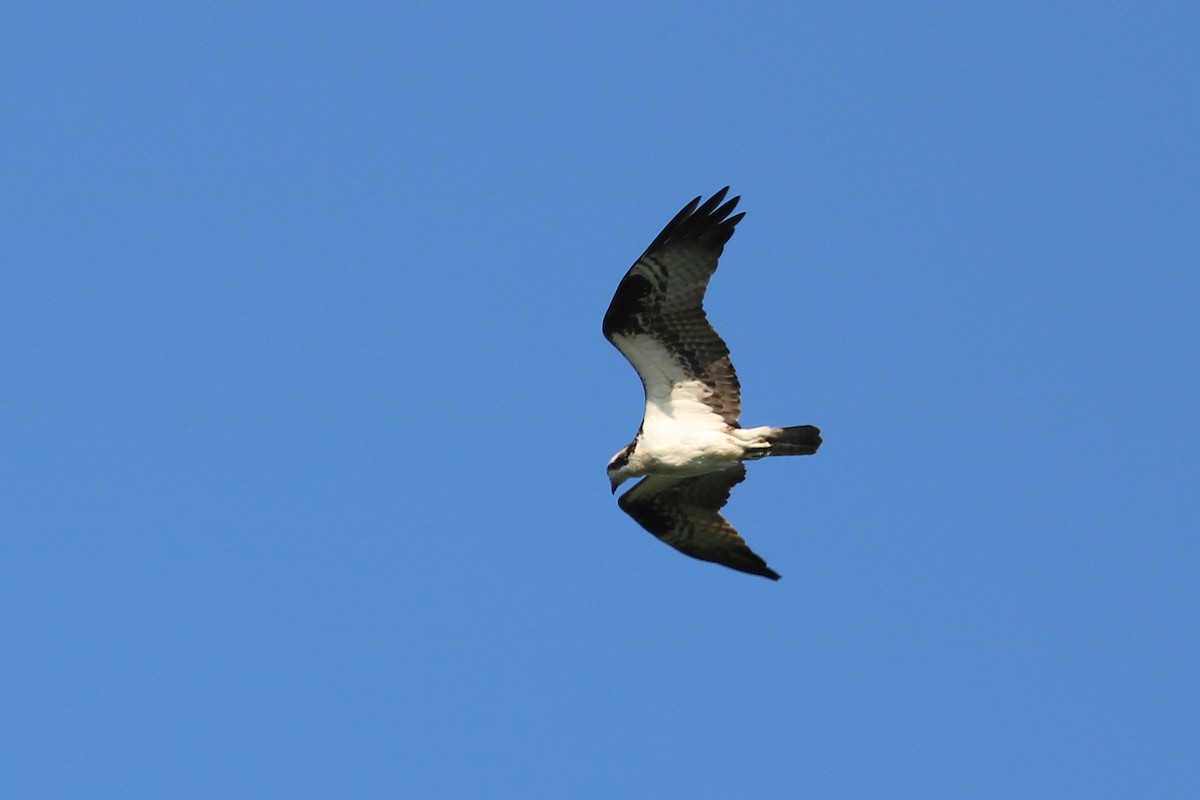 Balbuzard pêcheur - ML166355961