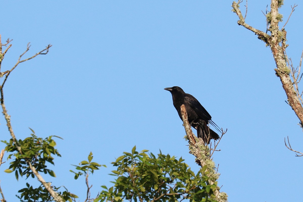 American Crow - ML166356001