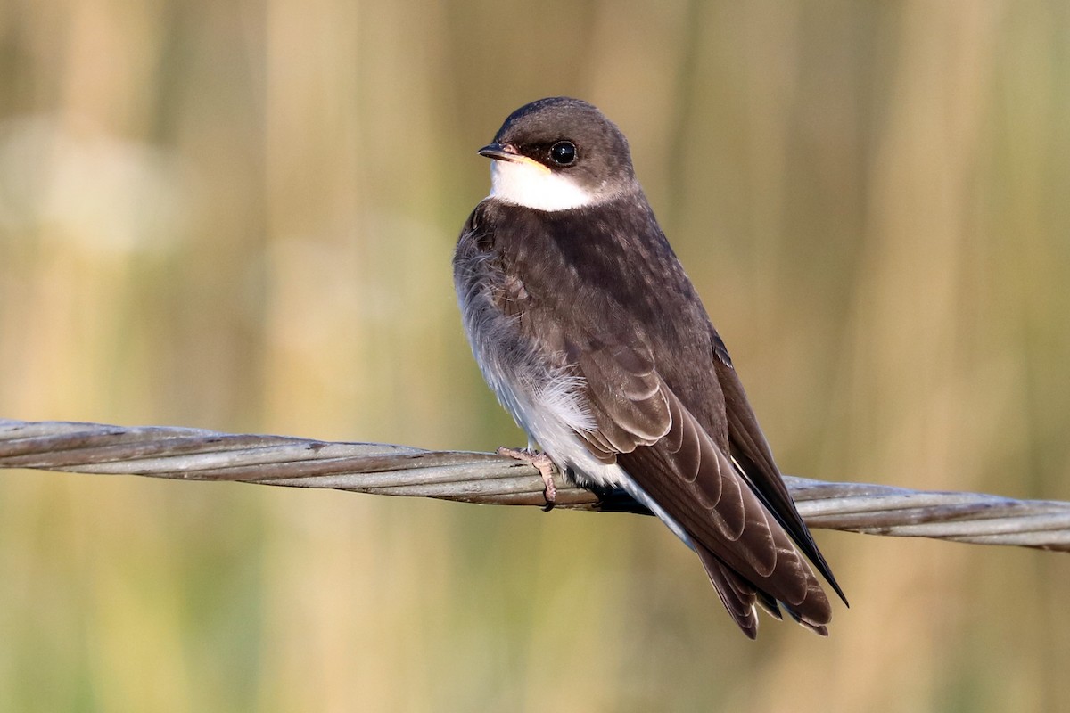 Tree Swallow - ML166356011