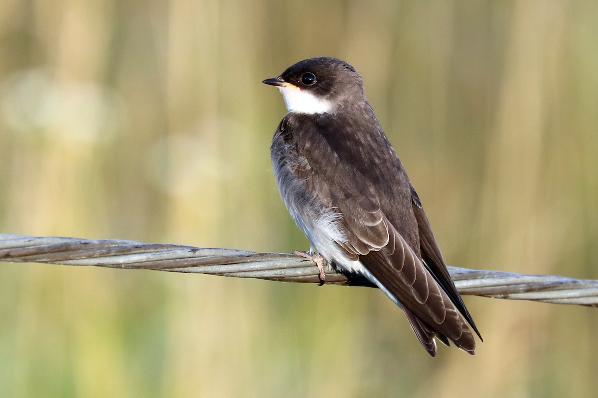 Tree Swallow - ML166356021