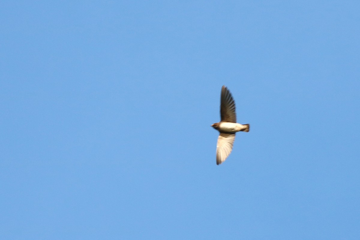 Hirondelle à front blanc - ML166356051