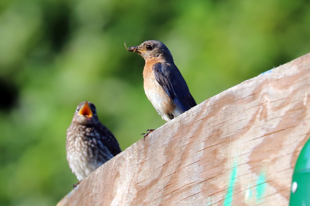 Eastern Bluebird - ML166356241