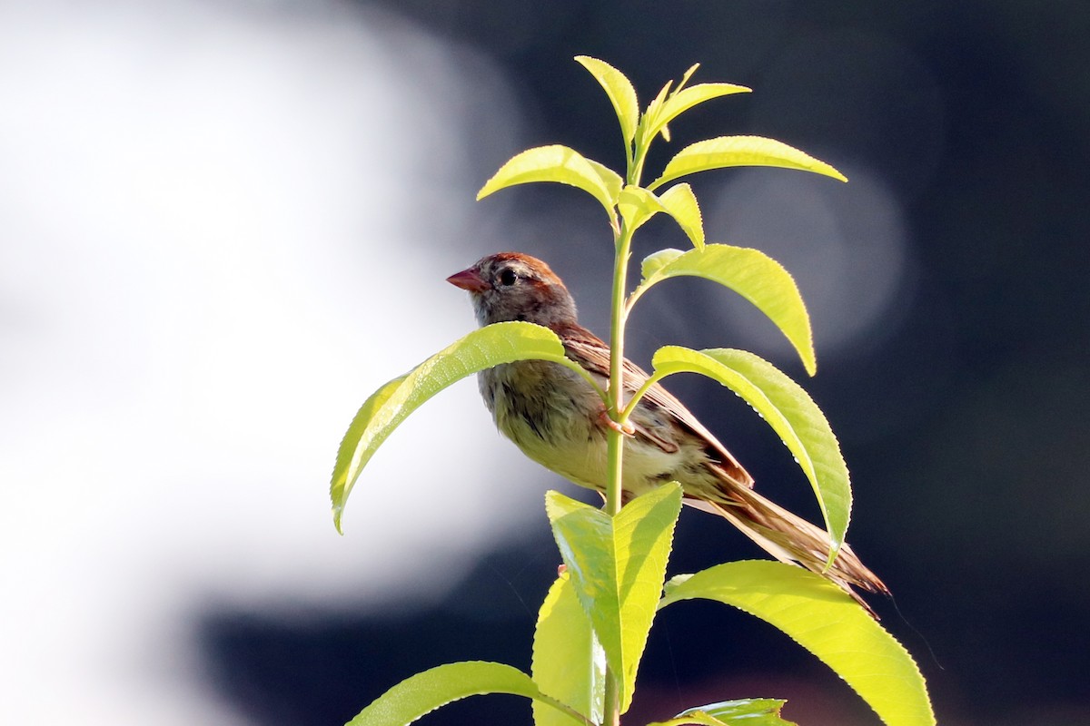 Field Sparrow - ML166356281