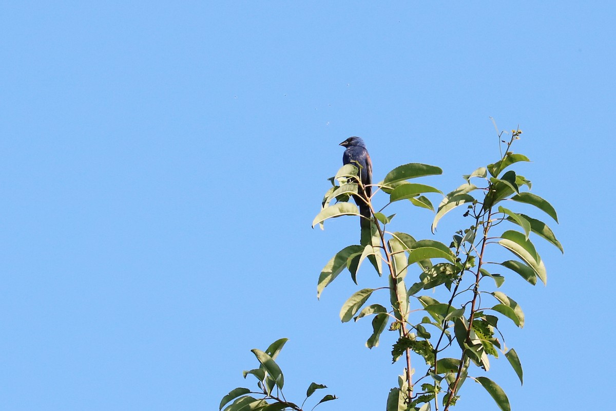 Blue Grosbeak - ML166356381