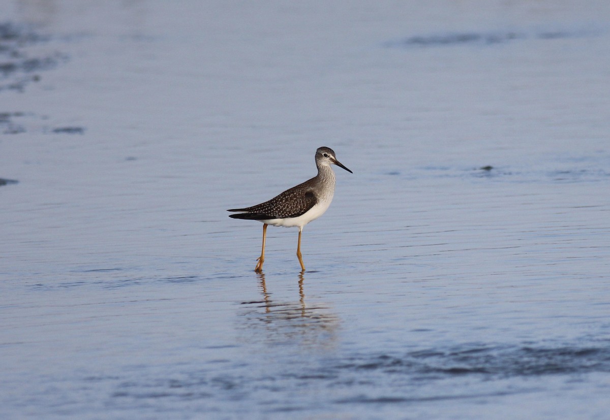 Lesser Yellowlegs - ML166356391