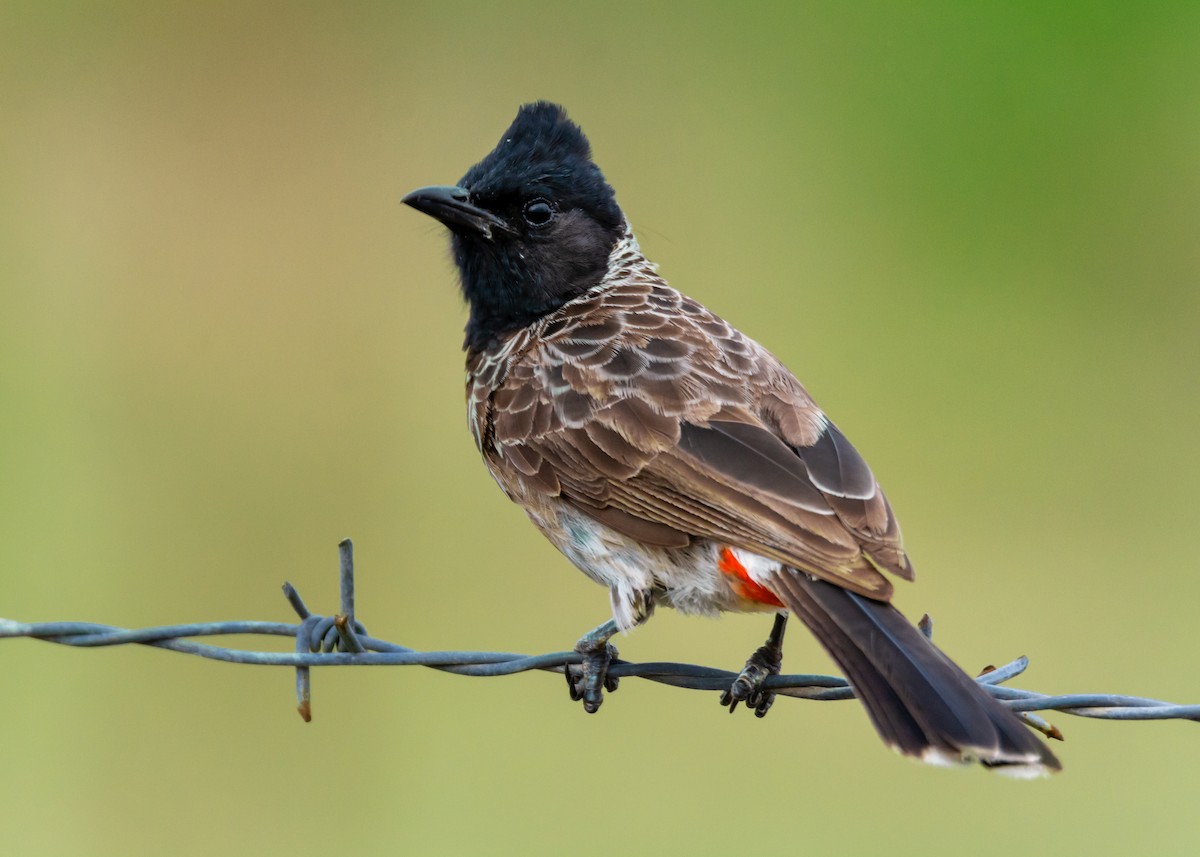 Red-vented Bulbul - Ramesh Desai
