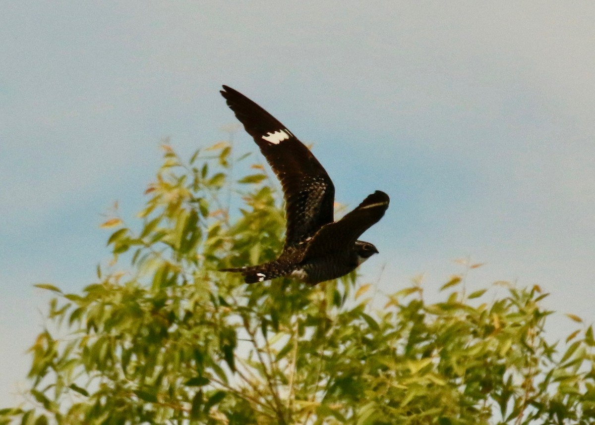 Common Nighthawk - ML166357041