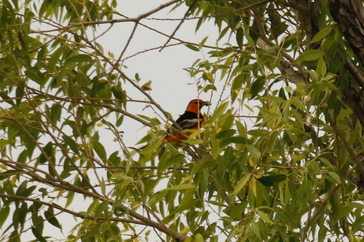 Bullock's Oriole - ML166357181