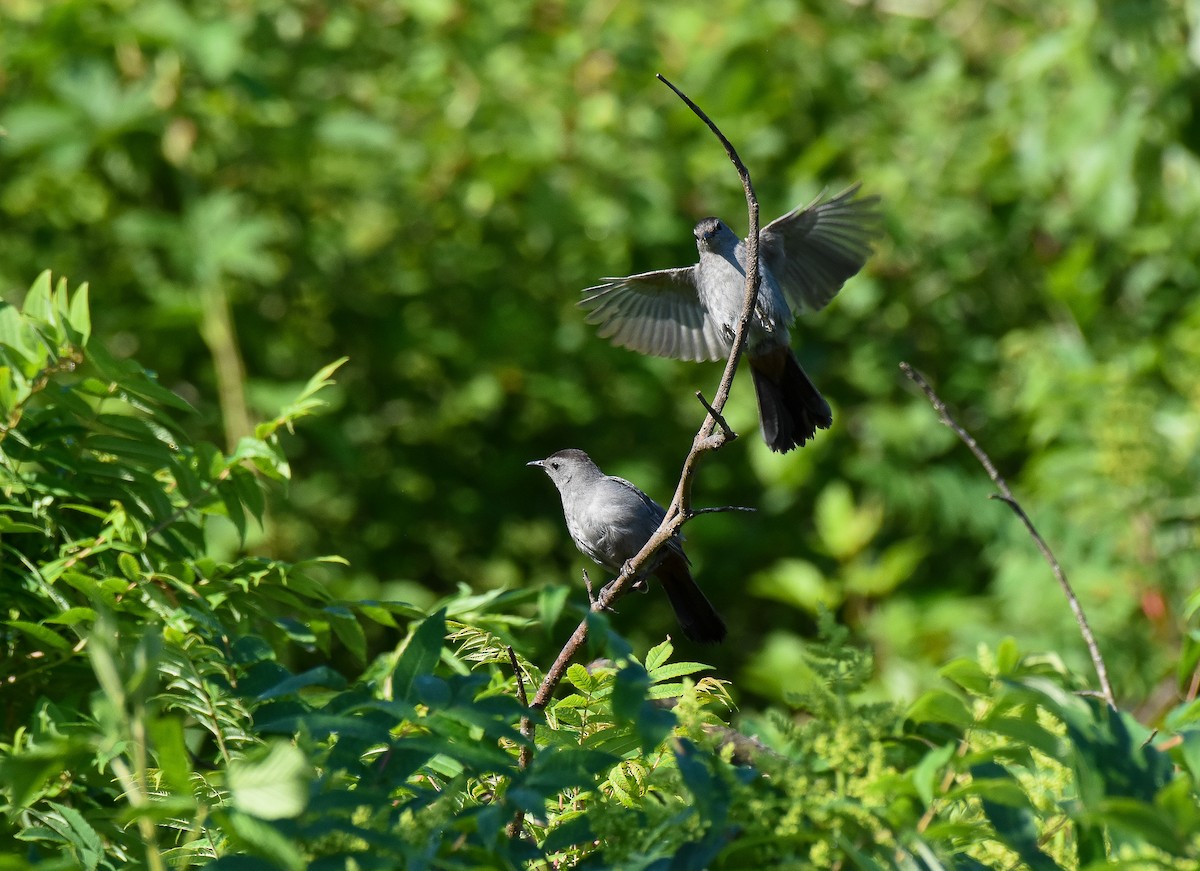 Gray Catbird - ML166358221