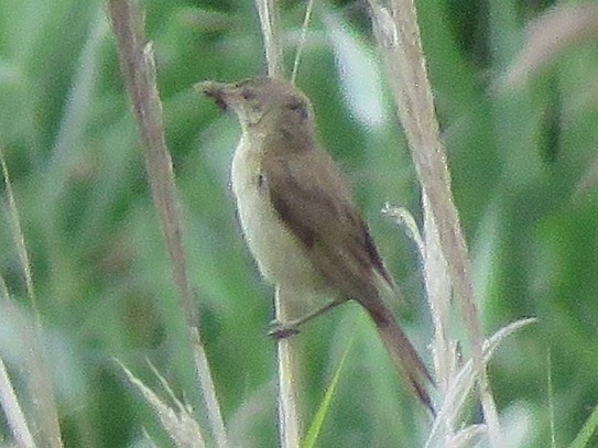 Oriental Reed Warbler - ML166358861