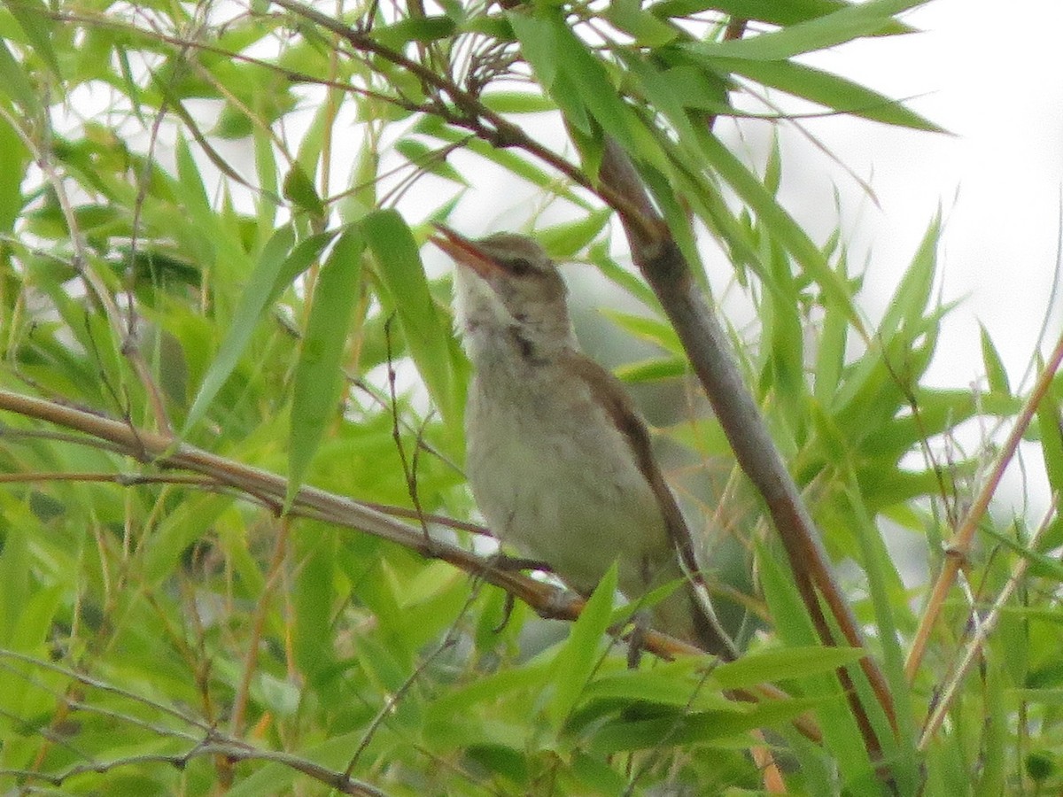 Oriental Reed Warbler - ML166358881