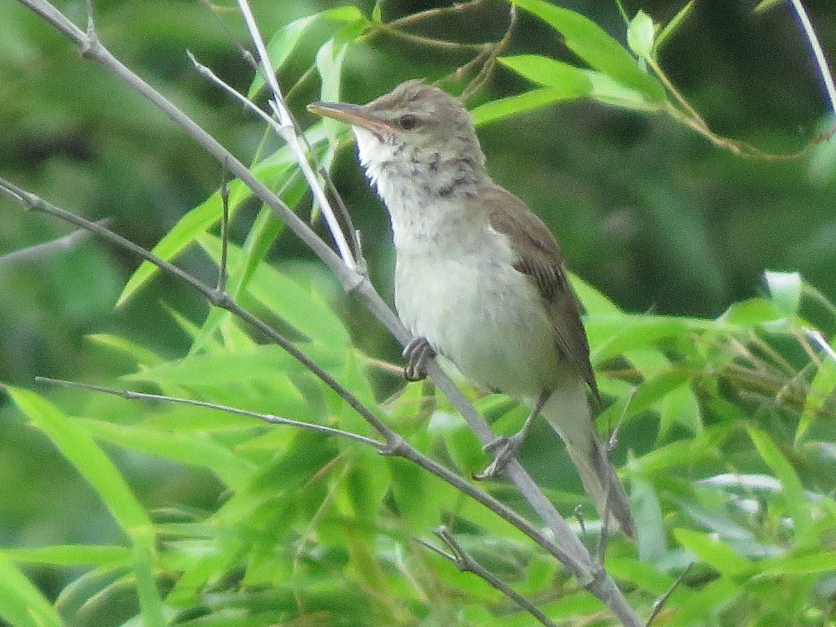 Oriental Reed Warbler - ML166358891