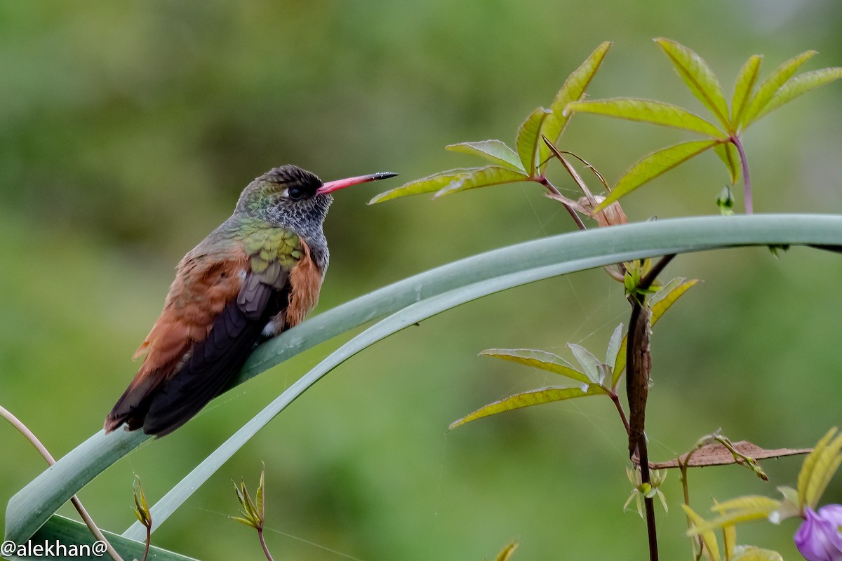 kolibřík Amazilin - ML166359111
