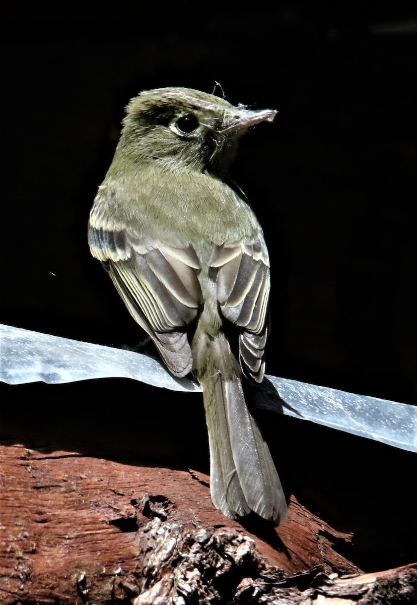 Western Flycatcher (Cordilleran) - ML166359411