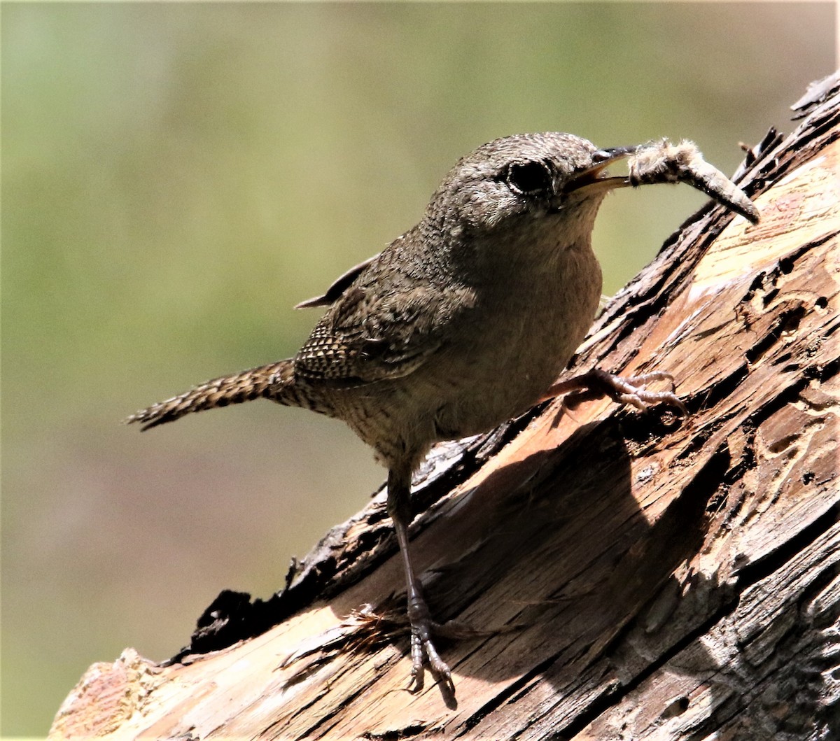 House Wren (Brown-throated) - ML166359701