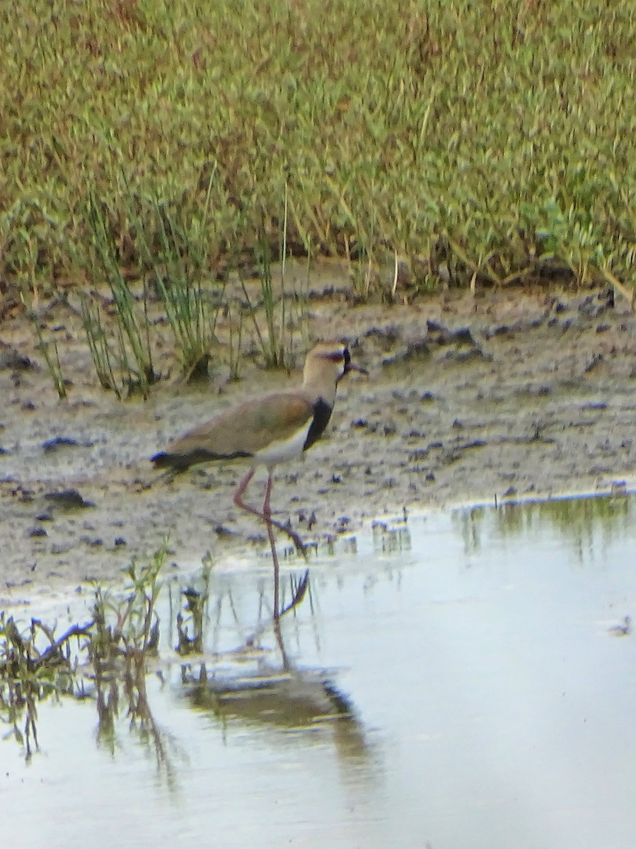 Southern Lapwing - Alfonso Auerbach